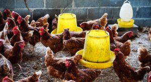 Challenges and Risks in the Poultry Business