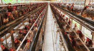 How to Choose Your Poultry Sector in India?