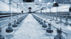 How to Start a Poultry Business in India?