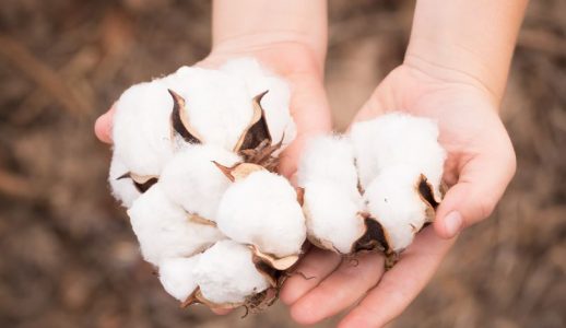 Andhra Pradesh Cotton