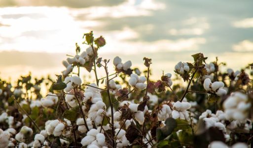 Gujarat Cotton - Largest Producer of Cotton in India