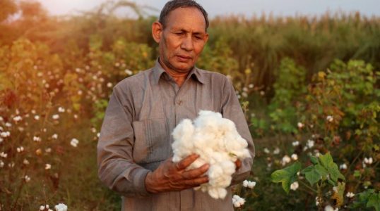 How Does India Compare to Other Global Cotton Producers?