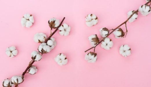 Madhya Pradesh Cotton