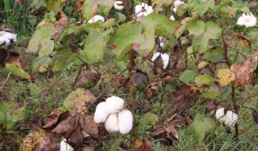 Punjab Cotton