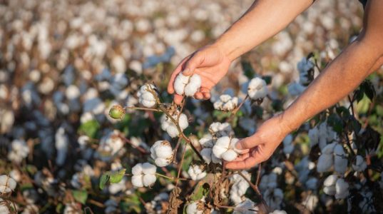 What Are the Environmental Challenges Faced by Cotton Farmers in India?