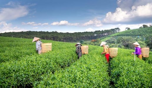 1. Assam - Top 10 Largest Tea Producing State in India