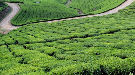 How Does Tea Production Contribute to the Indian Economy?