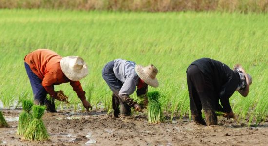 How Is Rice Farming Affected by Climate and Soil?