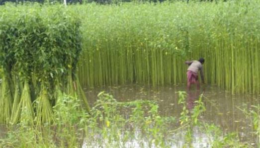 Odisha Jute