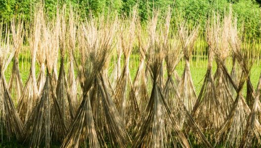 West Bengal Jute