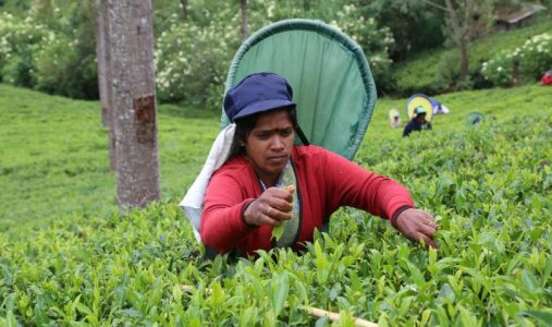 What Are the Challenges Faced by Tea Producers in India?