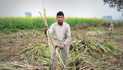 What Are the Challenges in Sugarcane Farming in India?