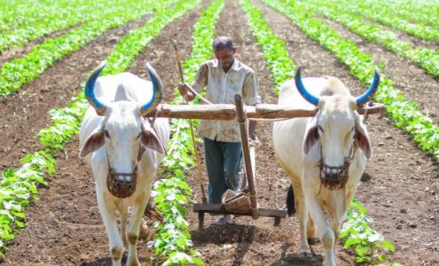 How Does Farmer Registry Empower Small-Scale Farmers?