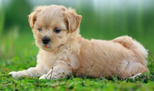 Why Should You Visit Twisty Tails?