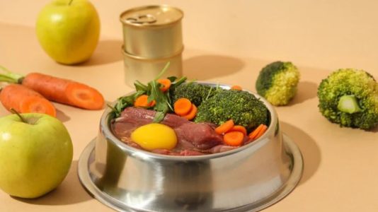 Can Organic Ingredients Boost Your Pet’s Immune System?