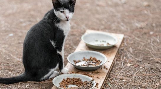 How Does Organic Pet Food Help in Maintaining a Healthy Weight?