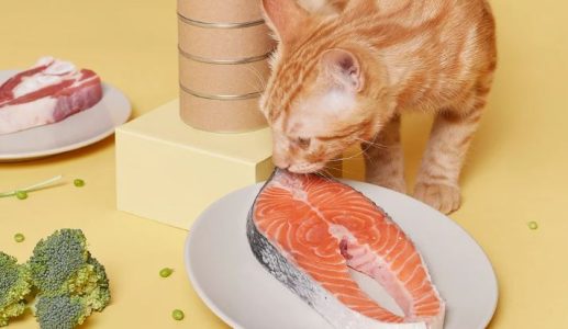 How Does Wellhealthorganic Ensure the Quality of Their Pet Food?