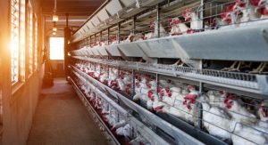 How to Start a Poultry Business in India?