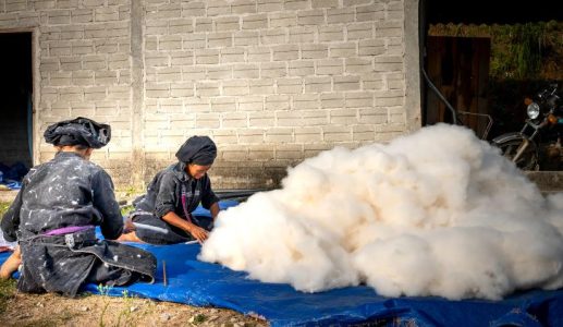 Top 10 Largest Producer of Cotton in India