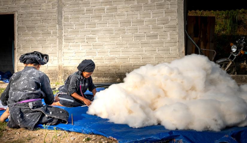 Top 10 Largest Producer of Cotton in India