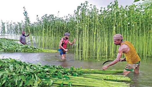 Top 10 Jute Producing States in India