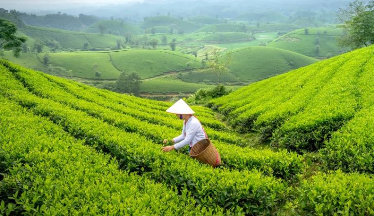 Top 10 Largest Tea Producing States in India
