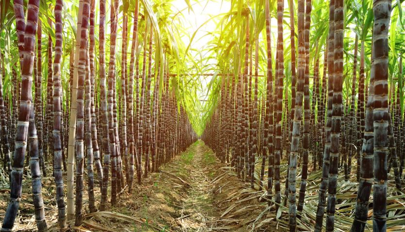 Top 10 Highest Sugarcane Producing States in India