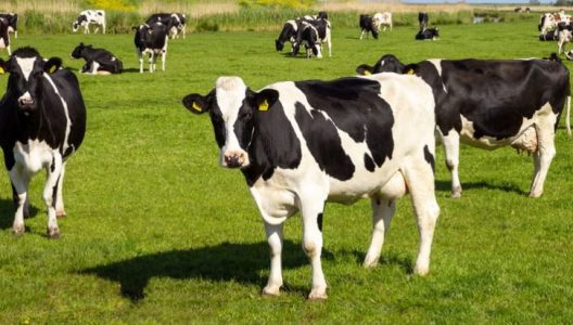 Chimertech Private Limited?