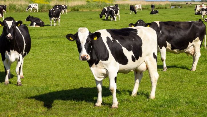 Chimertech Private Limited?