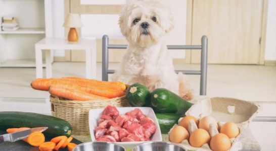 Wellhealthorganic Organic Pet Food Benefits